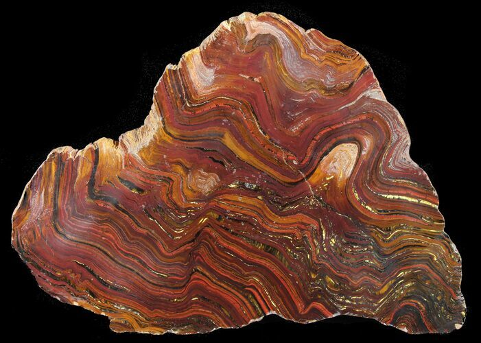 Polished Tiger Iron Stromatolite - ( Billion Years) #39179